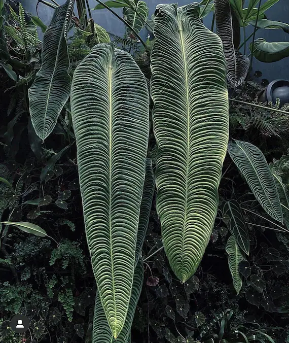 Anthurium Veitchii King Tissue Culture