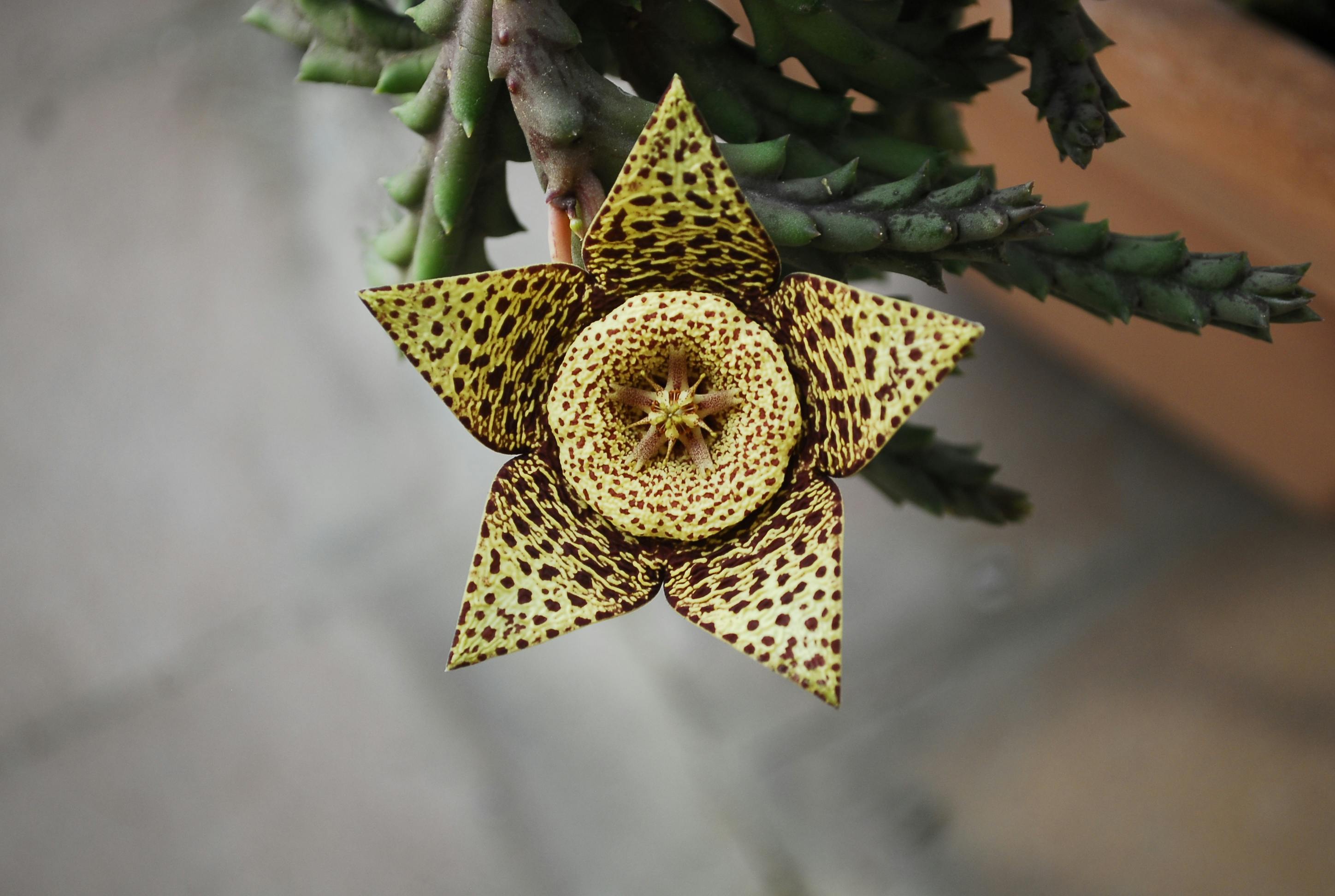 Rare exotic plant