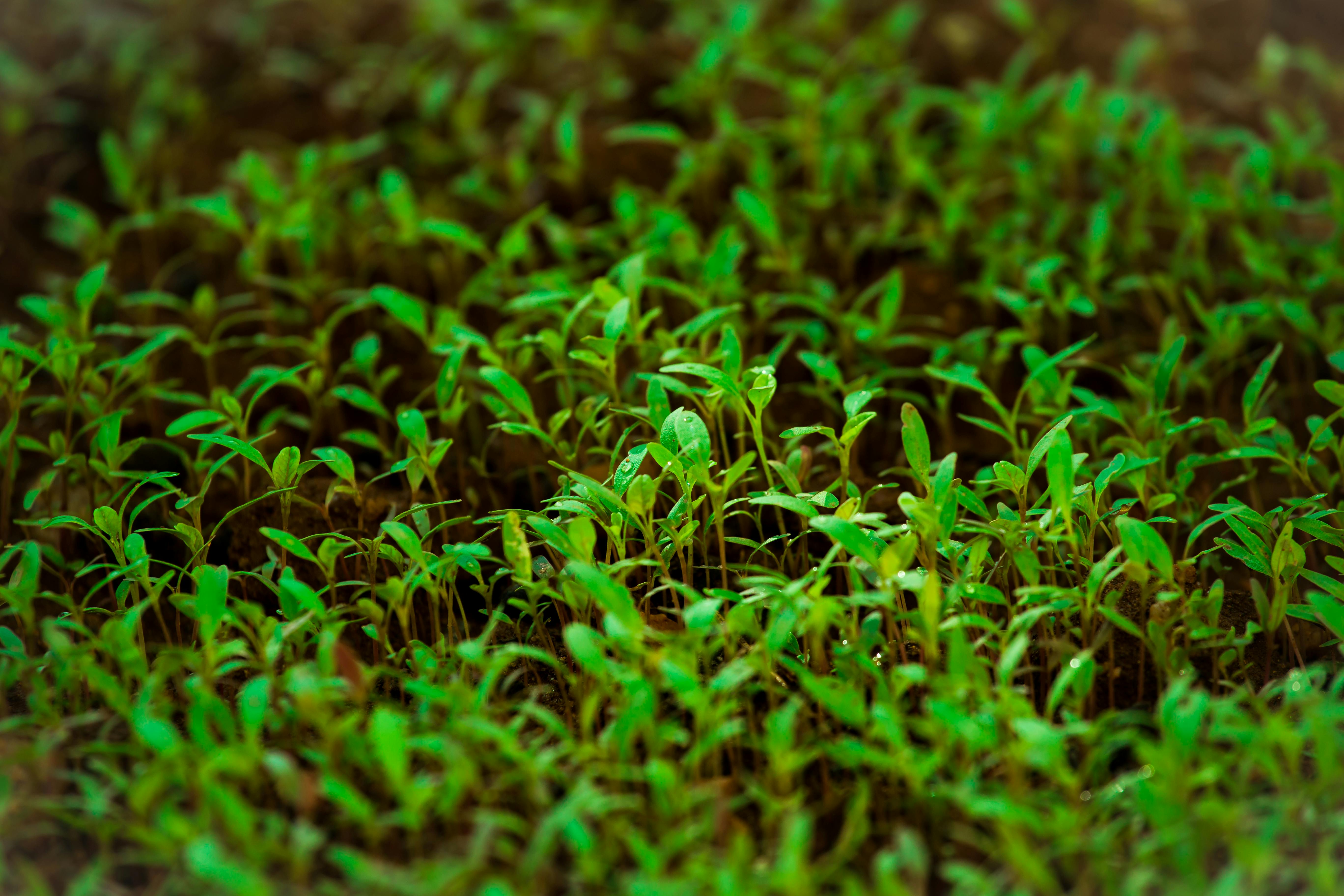 Botanical background